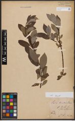 Salix bicolor Ehrh. ex Willd.